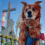 Βραζιλία σκυλιά Μπομπ