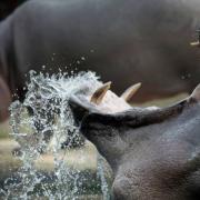 ιπποπόταμοι