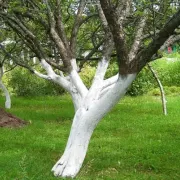 ασβεστωμα κορμων 