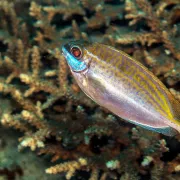 Γερμανός Ψάρι