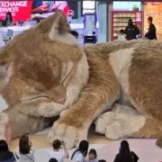 γάτα χονγκ κονγκ