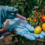 μεταλλαγμένα λαχανικά 