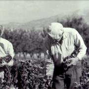 εργατες καπνου