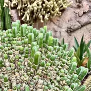 καυτερό φυτό