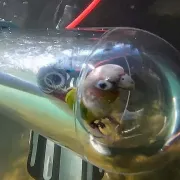 παπαγαλος κατάδυση