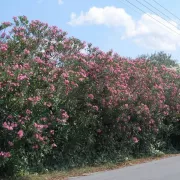 Πικροδάφνη