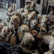 κανίς, σκύλοι