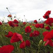 πρωτομαγιά