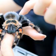 ταραντουλα