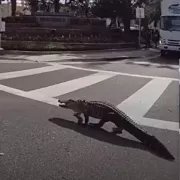 αλιγατορας φλοριντα