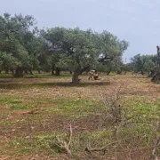 μουρνιες δεντρα