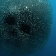 Φιλιππίνες