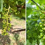 αμπελια καταστροφη - χαλαζι