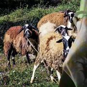 ζωοκλοπες εκβιασμοι οπεκεπε