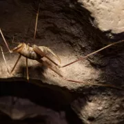 γρυλος καστελόριζο