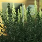 ΔΕΝΤΡΟΛΙΒΑΝΟ