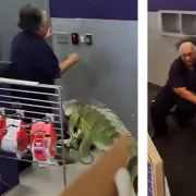 ιγκουάνα, γυναίκα