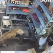 Λεοπάρδαλη