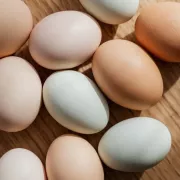 ΑΥΓΑ
