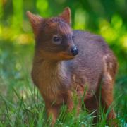 pudu