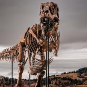 t-rex γκας