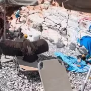 Γύπας Σφακιά