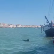 δελφινι βενετια