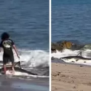 καρχαρίας, παιδί