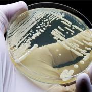 μύκητας Candida auris