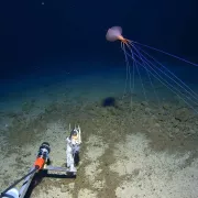 καλαμάρι magnapinna