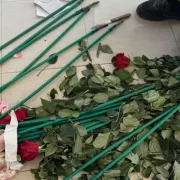 τριαντάφυλλα κοκαϊνη