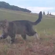 Γάτος δολοφόνος