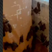 νυχτερίδες