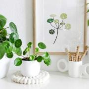 pilea