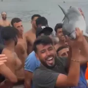 Θέουτα δελφίνι μετανάστες