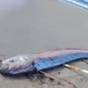 Ψάρι αποκάλυψης