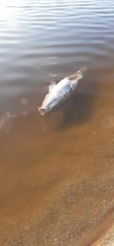 Η μολυνση του νερου σκοτωσε τα ψαρια