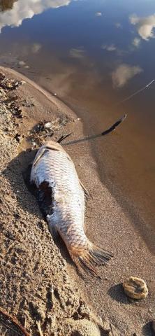 Νεκρό ψάρι στις εκβολές του Αποσελέμη