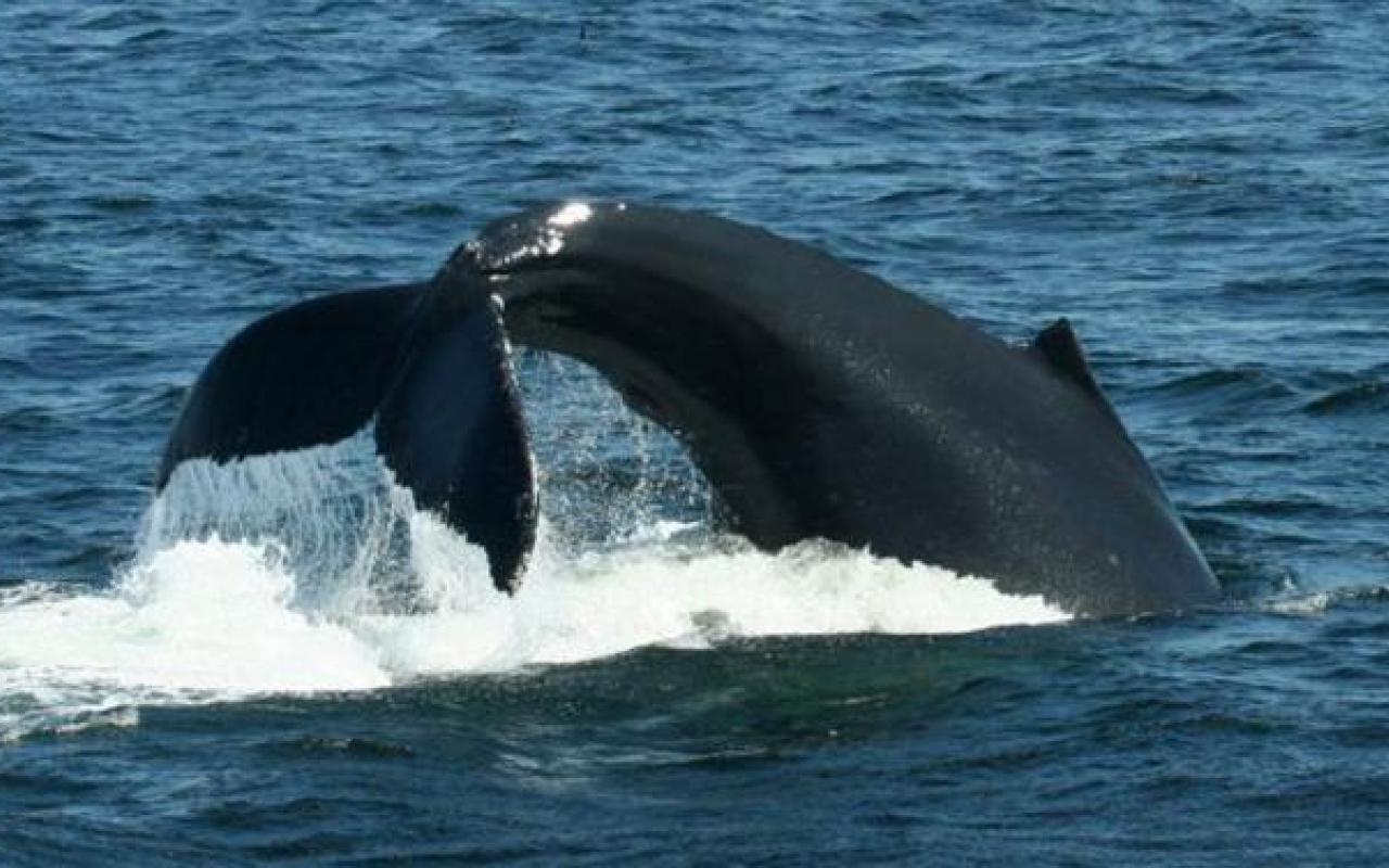 Στον Κερατόκαμπο ένας .. τολμηρός έσωσε μία μικρή φάλαινα (βίντεο)