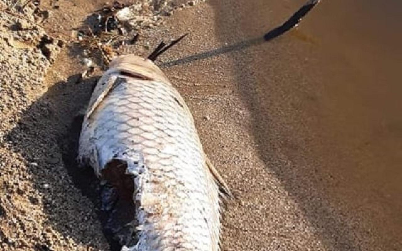 Νεκρό ψάρι στις εκβολές του Αποσελέμη