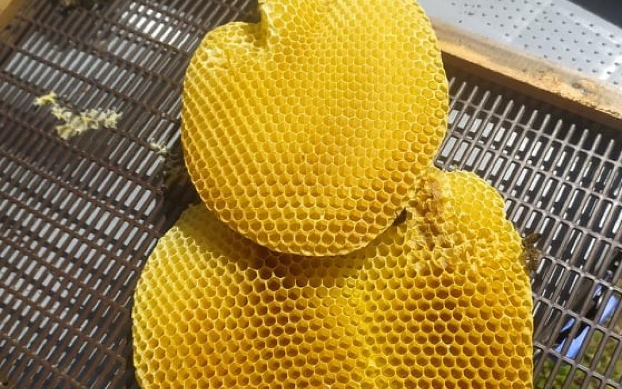  Στο περίπτερο της φιλοξενήθηκαν οι μελισσοκομικοί σύλλογοι του νησιού
