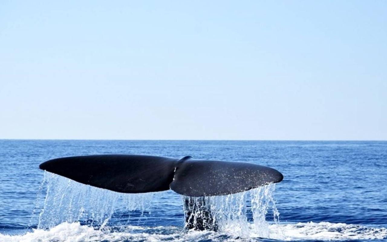 φάλαινα