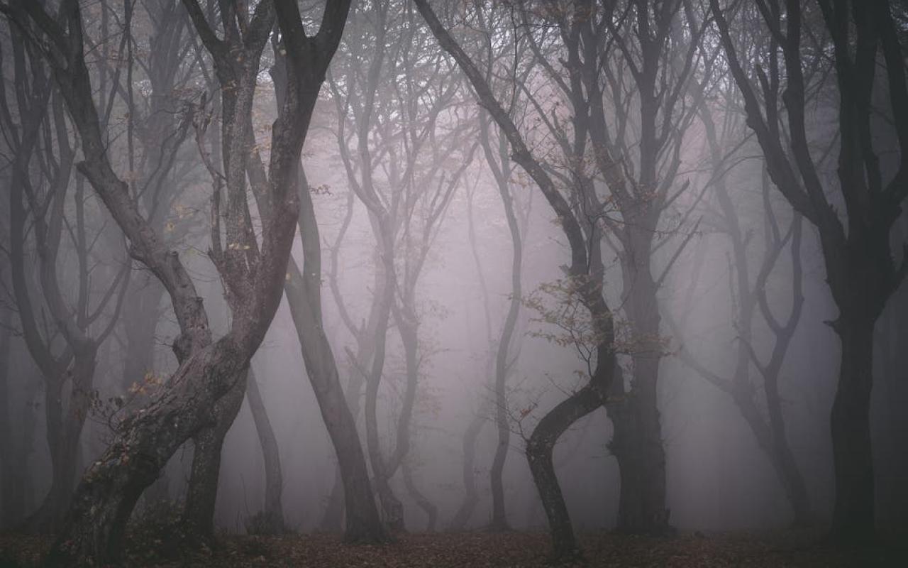 δάσος με ομίχλη