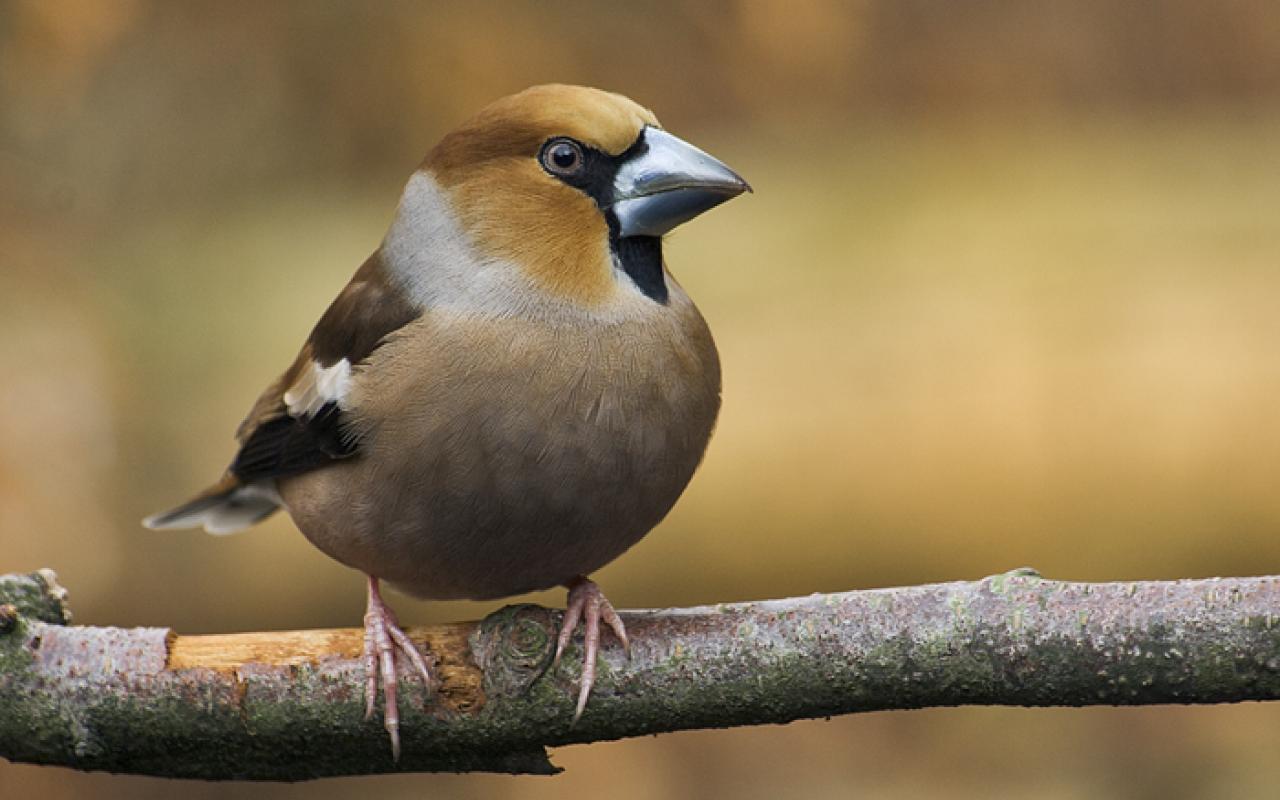 Δεκάδες άγρια πτηνά πωλούνταν παράνομα στο Σχιστό