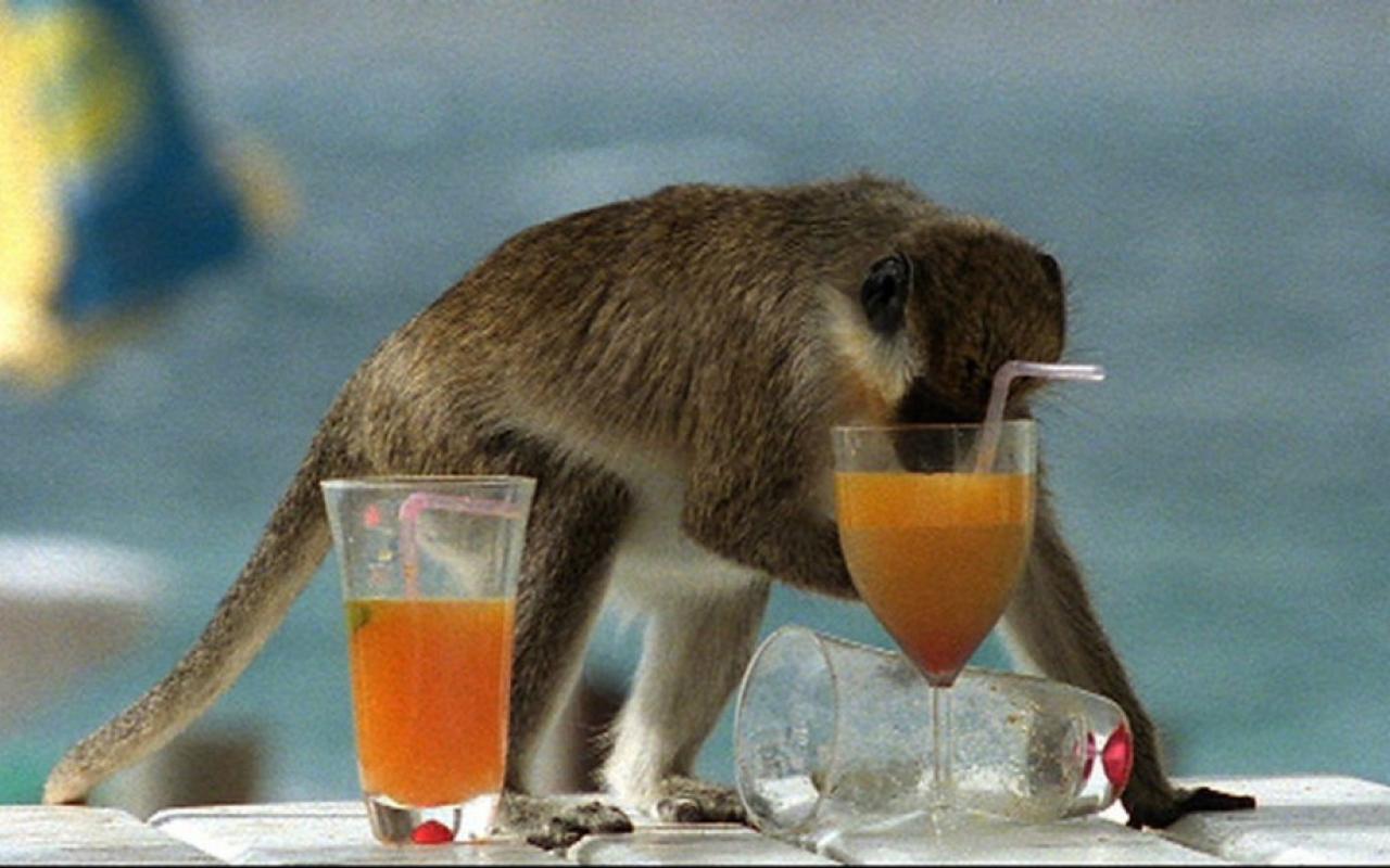 Οι πίθηκοι δείχνουν πως ο άνθρωπος αγάπησε το αλκοόλ 