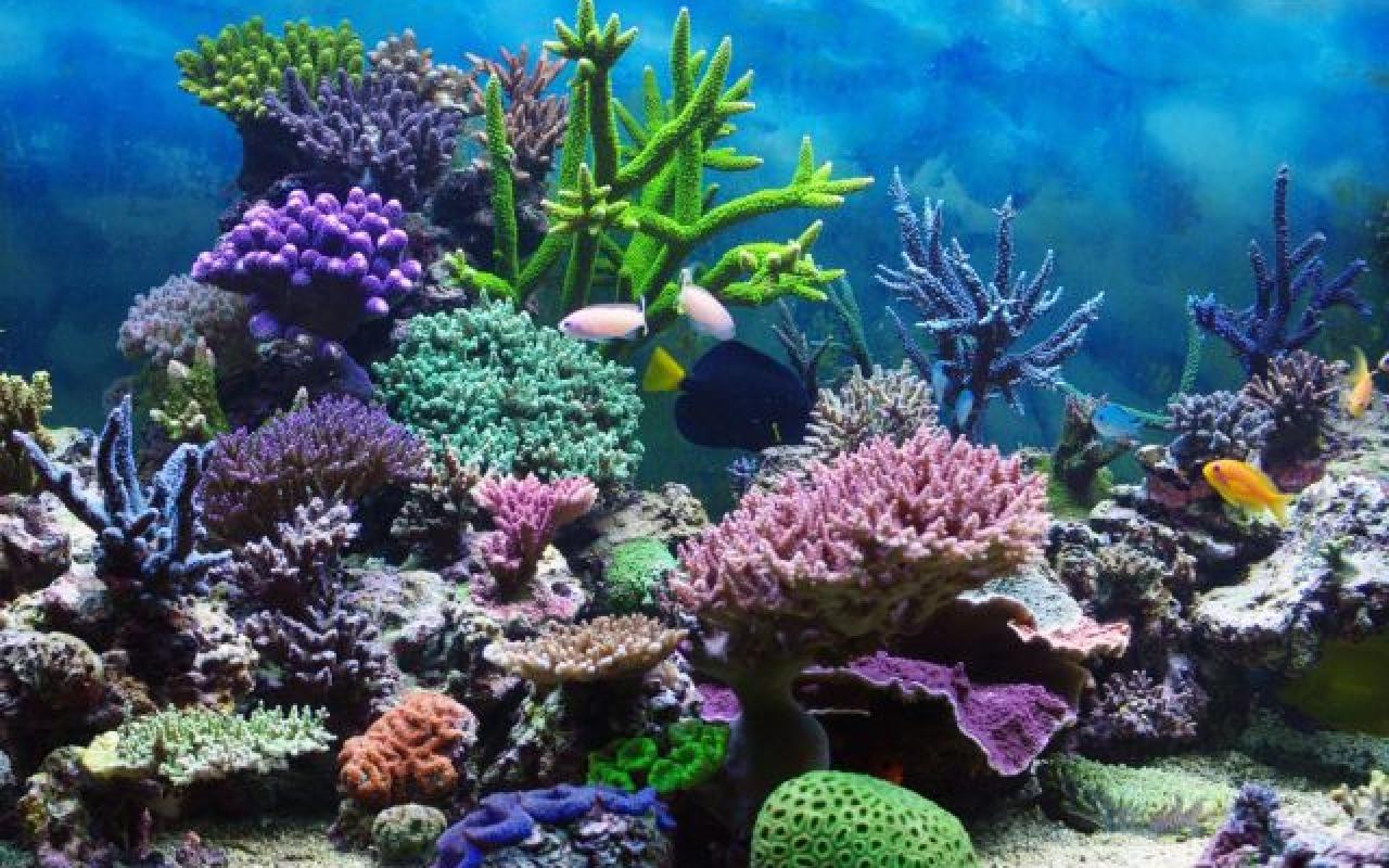 Απειλούμενα είδη κοραλλιών στην υπηρεσία της αποκατάστασης υφάλων 