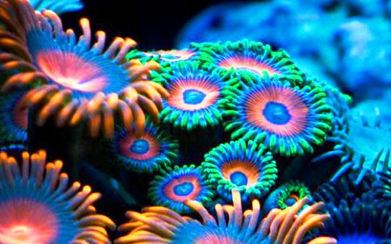 Απειλούμενα είδη κοραλλιών στην υπηρεσία της αποκατάστασης υφάλων 