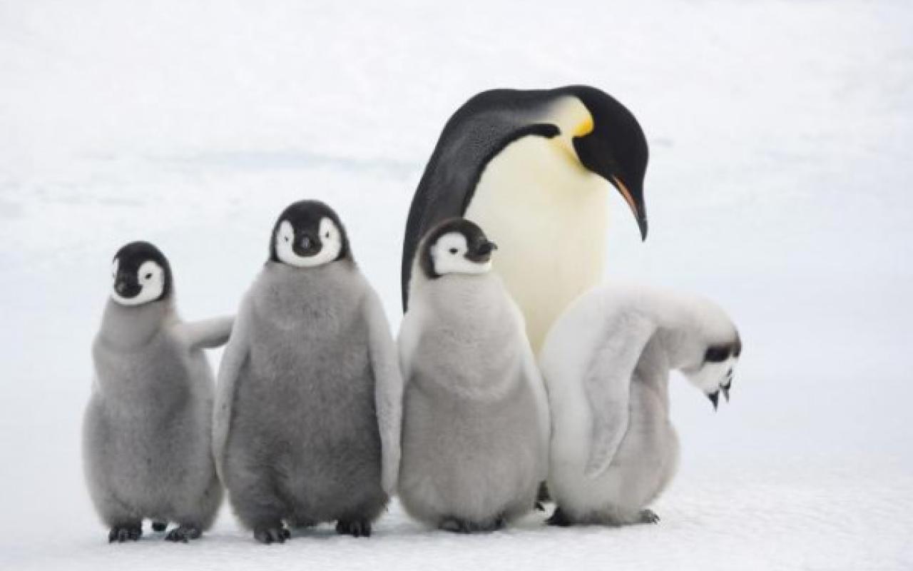 πιγκουίνοι