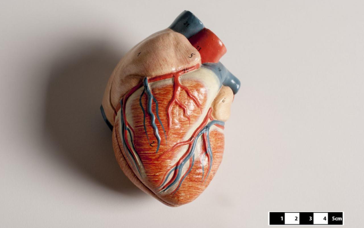 Κύτταρα αναγέννησαν την καρδιά μετά από καρδιακό επεισόδιο 