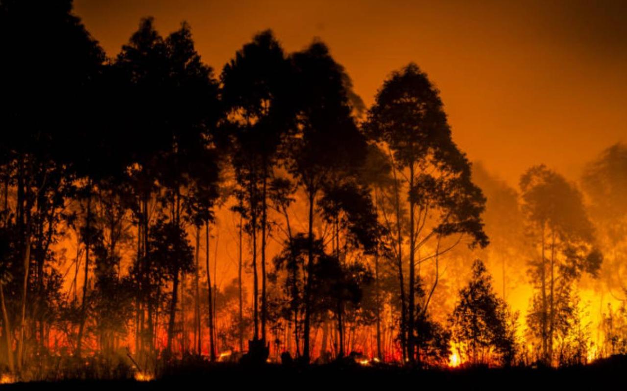 Η αρχαιότερη πυρκαγιά στη Γη έκαψε ένα δάσος από γιγαντιαίους μύκητες 